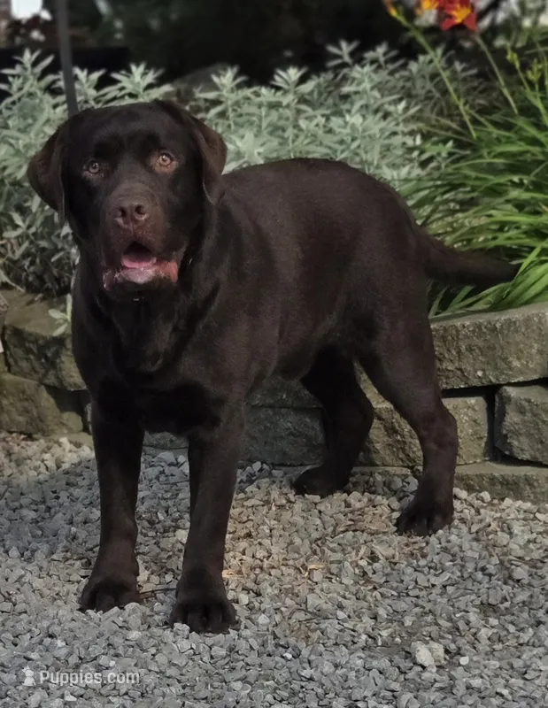CCs Storm  – Labrador Retriever puppy for sale in Auburn, IN