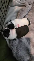 Girl 2, a female Boston Terrier for sale in Deer Park, WA – 3 of 10