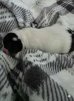 Girl 2, a female Boston Terrier for sale in Deer Park, WA – 6 of 10