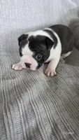 Girl 1, a female Boston Terrier for sale in Deer Park, WA – 5 of 8