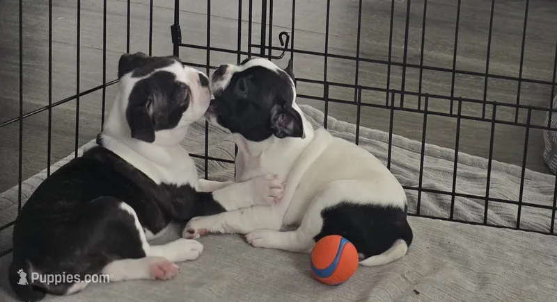 Girl 2 – Boston Terrier puppy for sale in Deer Park, WA