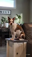 Girl 2, a female Boston Terrier for sale in Deer Park, WA – 10 of 10