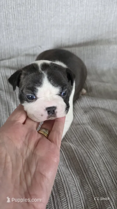 Girl 1 – Boston Terrier puppy for sale in Deer Park, WA