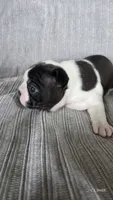Girl 1, a female Boston Terrier for sale in Deer Park, WA – 3 of 8