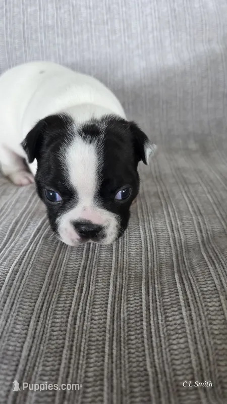 Girl 2 – Boston Terrier puppy for sale in Deer Park, WA