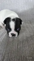 Girl 2, a female Boston Terrier for sale in Deer Park, WA – 1 of 10