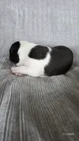 Girl 1, a female Boston Terrier for sale in Deer Park, WA – 4 of 8
