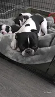 Girl 1, a female Boston Terrier for sale in Deer Park, WA – 8 of 8