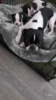 Girl 2, a female Boston Terrier for sale in Deer Park, WA – 9 of 10