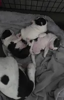 Girl 1, a female Boston Terrier for sale in Deer Park, WA – 6 of 8