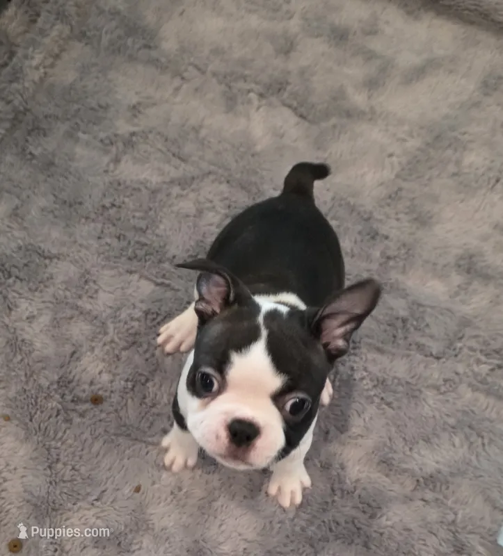 Girl 1 – Boston Terrier puppy for sale in Deer Park, WA