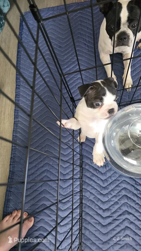 Girl 1 – Boston Terrier puppy for sale in Deer Park, WA