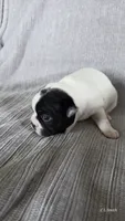 Girl 2, a female Boston Terrier for sale in Deer Park, WA – 2 of 10
