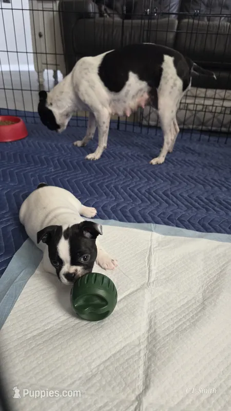 Girl 2 – Boston Terrier puppy for sale in Deer Park, WA
