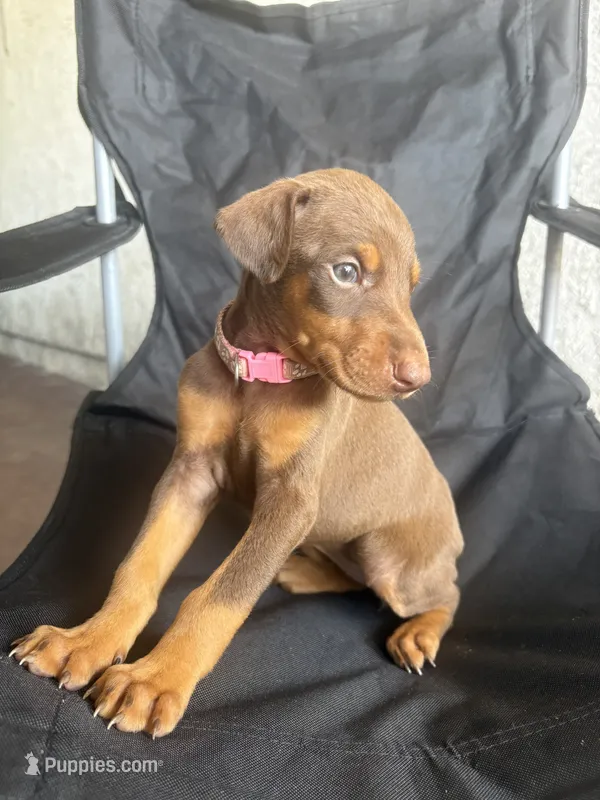 Max, a female Doberman Pinscher for sale in Los Angeles, CA – 1 of 7