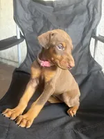 Max, a female Doberman Pinscher for sale in Los Angeles, CA – 1 of 7
