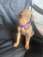 Max, a female Doberman Pinscher for sale in Los Angeles, CA – 6 of 7