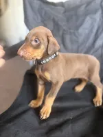 Max, a female Doberman Pinscher for sale in Los Angeles, CA – 3 of 7