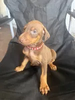 Max, a female Doberman Pinscher for sale in Los Angeles, CA – 5 of 7