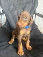 Max, a female Doberman Pinscher for sale in Los Angeles, CA – 4 of 7