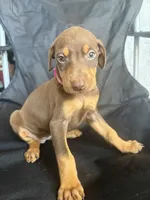 Max, a female Doberman Pinscher for sale in Los Angeles, CA – 2 of 7