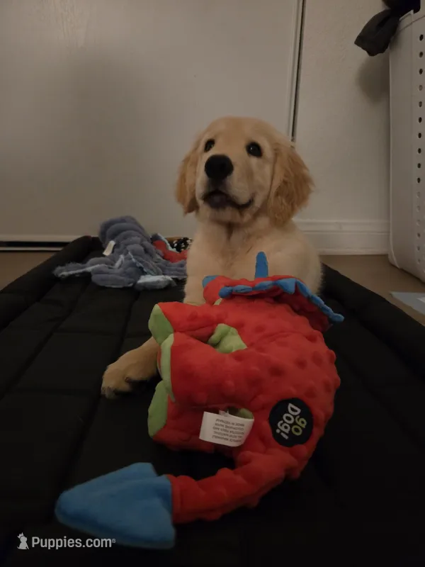 Max AKC – Golden Retriever puppy for sale in Moreno Valley, CA