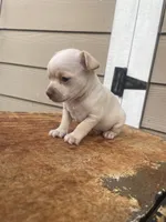 No name , a male Chihuahua for sale in Nashville, TN – 2 of 2