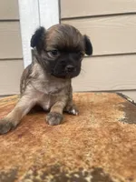 No name, a female Chihuahua for sale in Nashville, TN – 2 of 3
