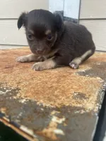No name, a male Chihuahua for sale in Nashville, TN – 3 of 4