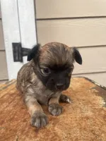 No name, a female Chihuahua for sale in Nashville, TN – 3 of 3