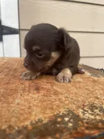 No name, a male Chihuahua for sale in Nashville, TN – 2 of 4