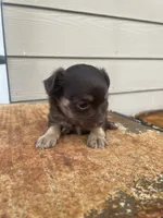 No name, a male Chihuahua for sale in Nashville, TN – 4 of 4
