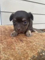 No name, a male Chihuahua for sale in Nashville, TN – 1 of 4