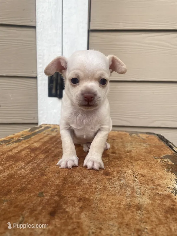 No name  – Chihuahua puppy for sale in Nashville, TN