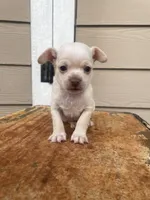 No name , a male Chihuahua for sale in Nashville, TN – 1 of 2