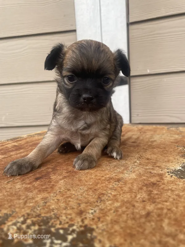 No name – Chihuahua puppy for sale in Nashville, TN