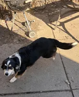 Blackie, a female Australian Shepherd for sale in Franklin, WI – Photo 3 of 4