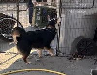 Blackie, a female Australian Shepherd for sale in Franklin, WI – Photo 4 of 4