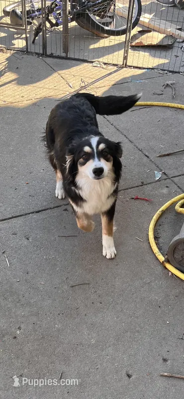 Blackie – Australian Shepherd puppy for sale in Franklin, WI