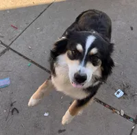Blackie, a female Australian Shepherd for sale in Franklin, WI – Photo 2 of 4