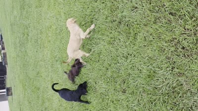 Facility video
