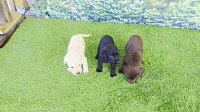 Facility video