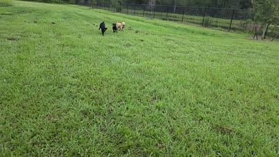 Facility video
