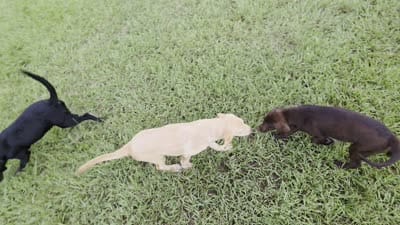 Facility video