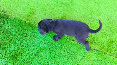 Smokey, a male Labrador Retriever for sale in Port Wentworth, GA – 4 of 8