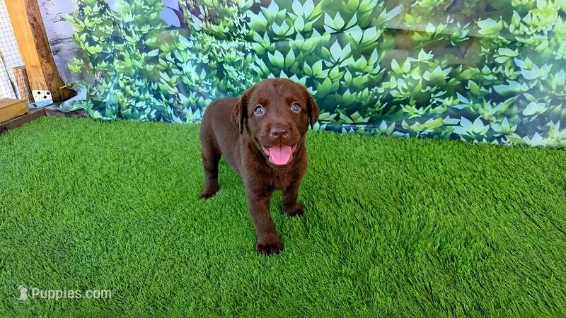 Heidi, a female Labrador Retriever for sale in Port Wentworth, GA – 1 of 8