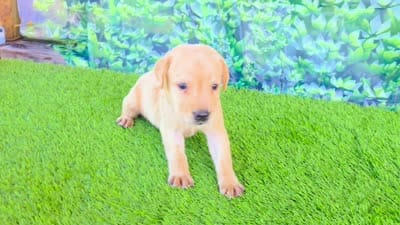 Theo, a male Labrador Retriever for sale in Port Wentworth, GA – 4 of 8