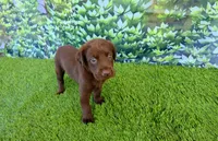 Benny, a male Labrador Retriever for sale in Savannah, GA – 5 of 5