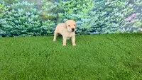 Rosie, a female Labrador Retriever for sale in Savannah, GA – 3 of 5