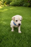 Max, a male Labrador Retriever for sale in Savannah, GA – 1 of 7